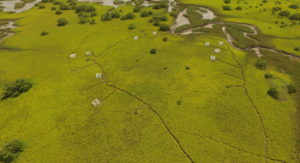 Aerial view of marsh field site with encroaching mangroves