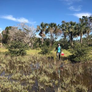 Carrying soil cores around the mangroves