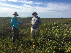 Mangrove propagule collecting