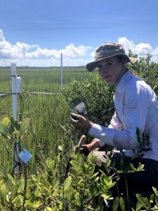 Harvesting decomposition bags from the marsh