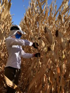 Harvesting corn biomass samples from enhanced rock weathering trial