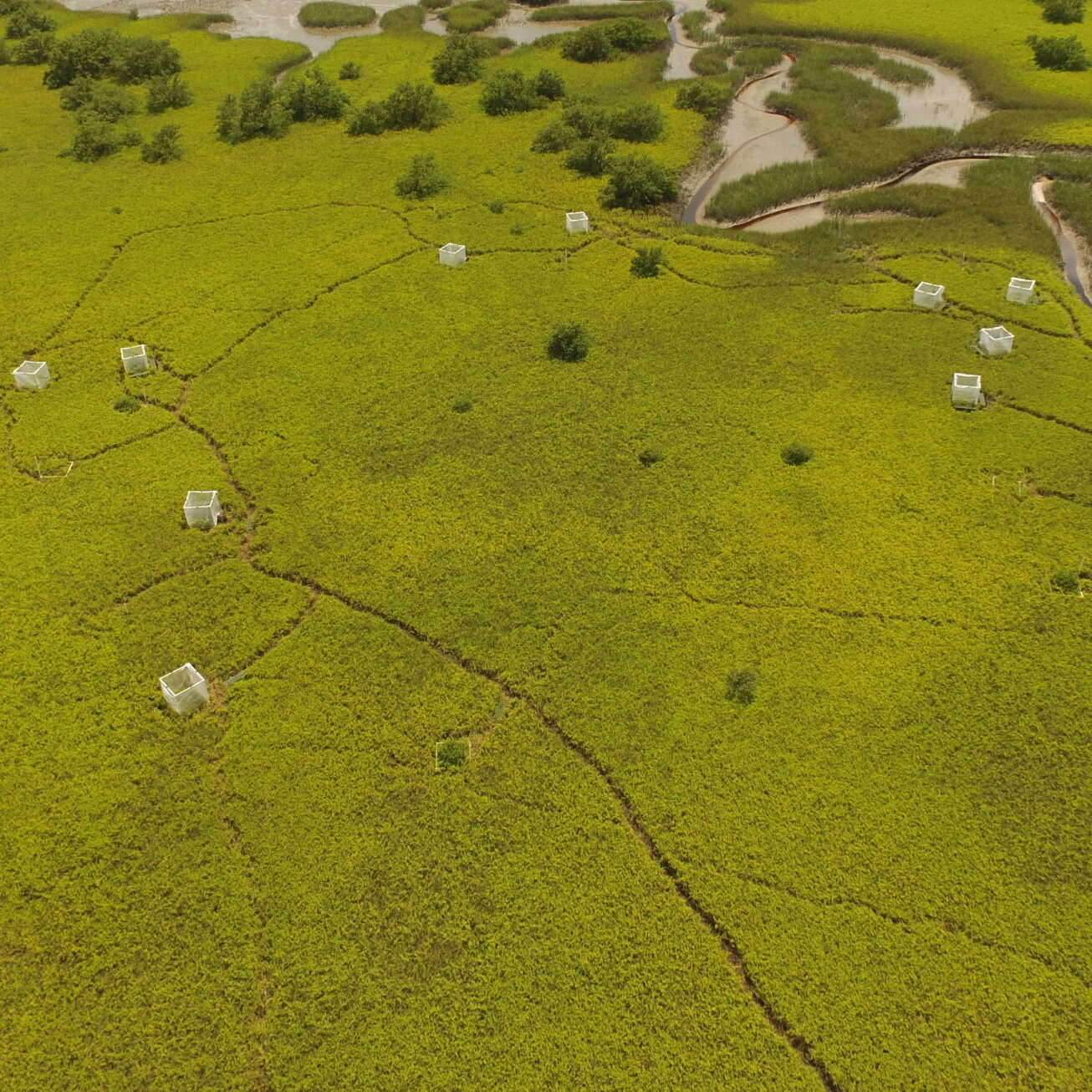 Aerial view of marsh field site with encroaching mangroves